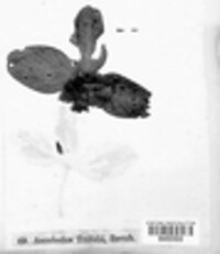 Pseudopeziza trifolii image